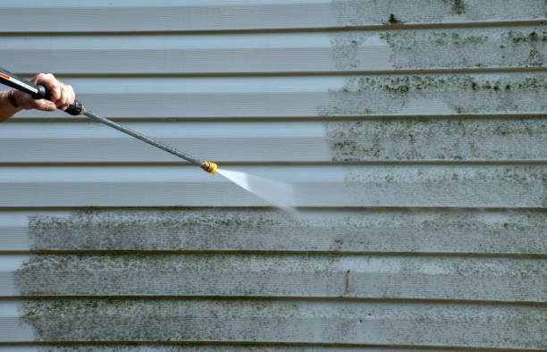 Best Home Mold Removal  in Muscatine, IA