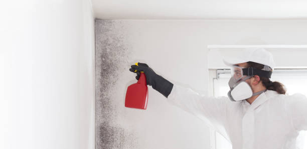 Best Attic Mold Removal  in Muscatine, IA