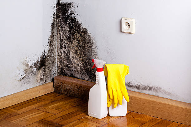 Best Toxic Mold Removal  in Muscatine, IA