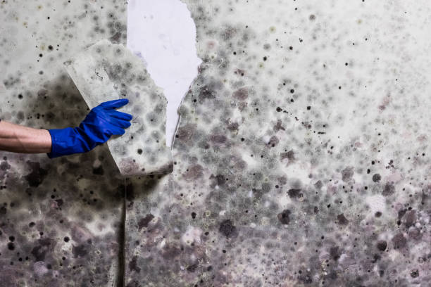 Best Professional Mold Removal  in Muscatine, IA